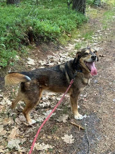 Tofik, Mixed Breed for adoption at Schronisko dla zwierząt Włocławek