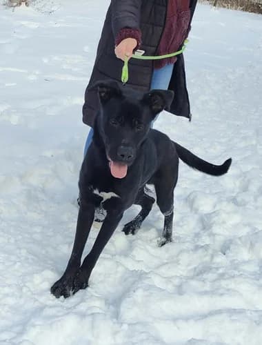 Joey, Mixed Breed for adoption at Schronisko dla zwierząt Włocławek