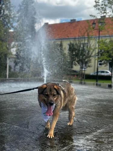 Pewex, senior Mixed Breed for adoption at Schronisko dla zwierząt Włocławek