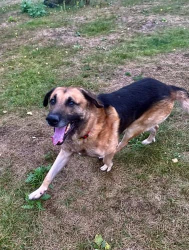 Karol, Mixed Breed for adoption at Schronisko dla zwierząt Włocławek