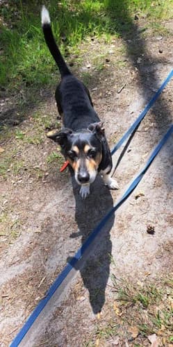 Oscar, Mixed Breed for adoption at Schronisko dla zwierząt Włocławek