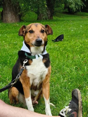 Gryfek, Mixed Breed for adoption at Schronisko dla zwierząt Włocławek
