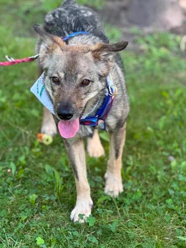 Haidi, Mixed Breed for adoption at Schronisko dla zwierząt Włocławek
