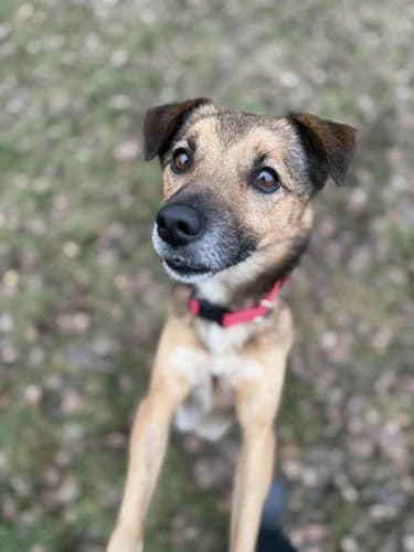 Tofifi, Mixed Breed for adoption at Schronisko dla zwierząt Włocławek