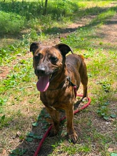 Matrix, Mixed Breed for adoption at Schronisko dla zwierząt Włocławek