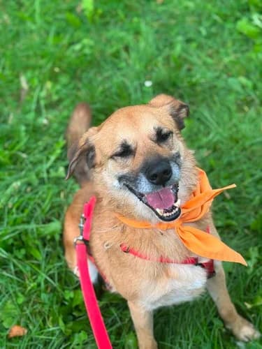 Yoshi, senior Mixed Breed for adoption at Schronisko dla zwierząt Włocławek