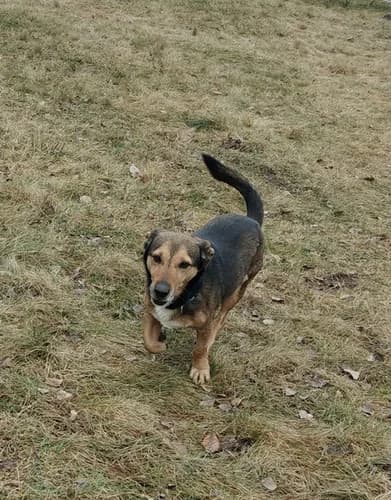 Groszek, senior Mixed Breed for adoption at Schronisko dla zwierząt Włocławek
