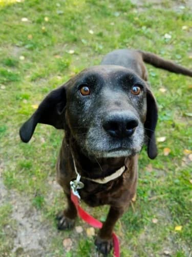 Walker, 7yo Mixed Breed for adoption at Schronisko dla zwierząt Włocławek