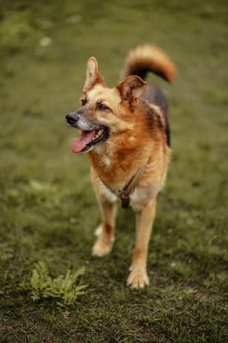 Zwierzak 11547/347/19Hope, Mixed Breed for adoption at Schronisko dla zwierząt Włocławek