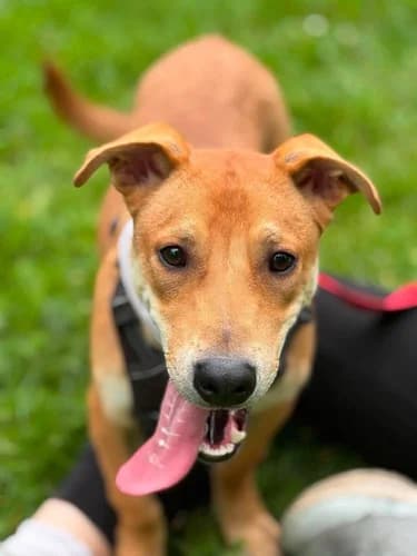 Tobi, Mixed Breed for adoption at Schronisko dla zwierząt Włocławek