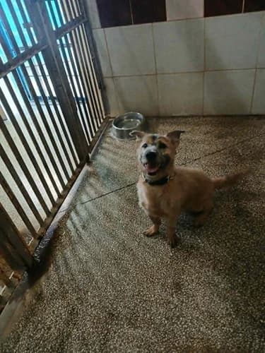 Haczi, Mixed Breed for adoption at Schronisko dla zwierząt Włocławek