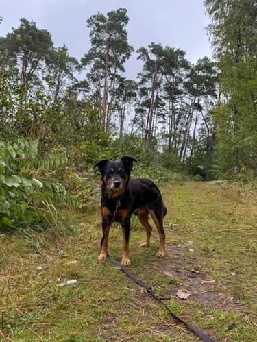 Benio, 7yo Mixed Breed for adoption at Schronisko dla zwierząt Włocławek