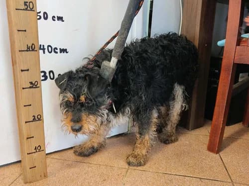 Babi, Mixed Breed for adoption at Schronisko dla zwierząt Włocławek