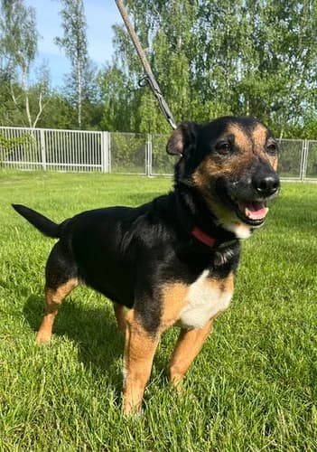 Skotie, Mixed Breed for adoption at Schronisko dla zwierząt Włocławek