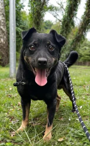 Lagos, Mixed Breed for adoption at Schronisko dla zwierząt Włocławek