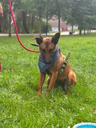 Dafne, Mixed Breed for adoption at Schronisko dla zwierząt Włocławek