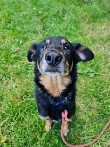 Odi, Mixed Breed for adoption at Schronisko dla zwierząt Włocławek
