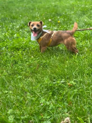 Pipi, Mixed Breed for adoption at Schronisko dla zwierząt Włocławek