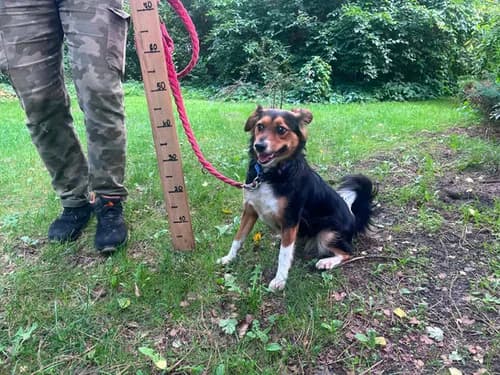 Lena, tricolor puppy Mixed Breed for adoption at Schronisko dla zwierząt Włocławek