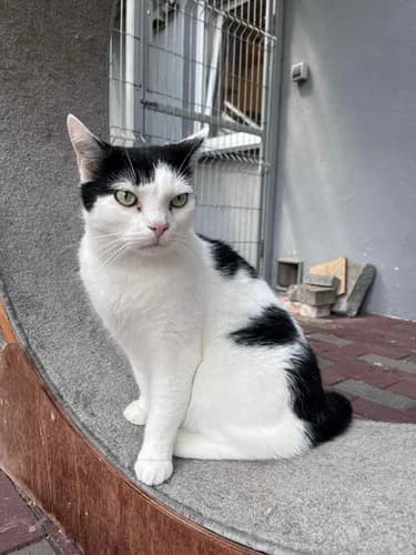 Agent, 4yo Mixed Breed for adoption at Schronisko dla zwierząt Włocławek