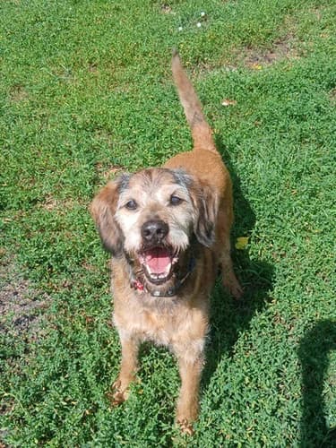 Ozzi, senior Mixed Breed for adoption at Schronisko dla zwierząt Włocławek
