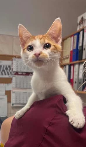 Wianek, Mixed Breed for adoption at Schronisko dla zwierząt Włocławek