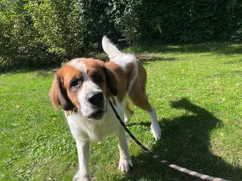 Saba, tricolor female 7yo Mixed Breed for adoption at Schronisko dla zwierząt Włocławek
