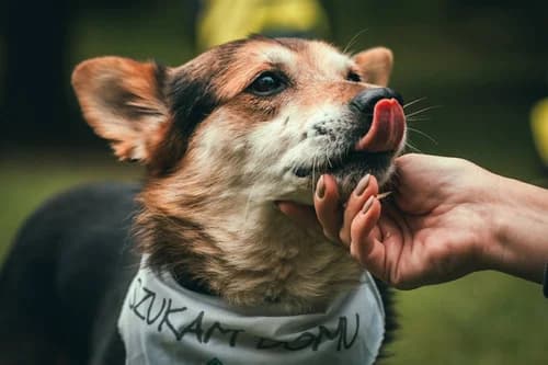 Ogi, 6yo Mixed Breed for adoption at Schronisko dla zwierząt Włocławek