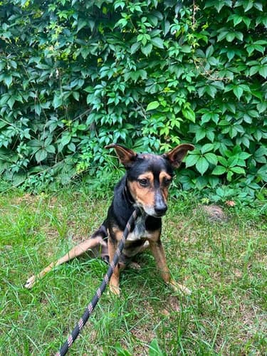 Tolek, senior Mixed Breed for adoption at Schronisko dla zwierząt Włocławek