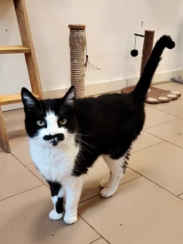 Karla, 5yo Mixed Breed for adoption at Schronisko dla zwierząt Włocławek