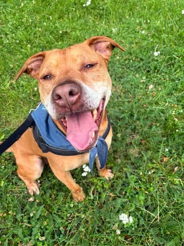 Zula, Mixed Breed for adoption at Schronisko dla zwierząt Włocławek