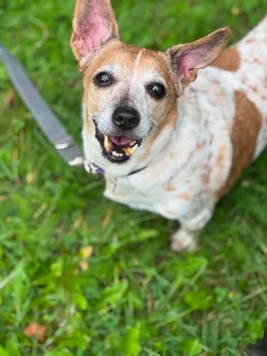 Lili, senior Mixed Breed for adoption at Schronisko dla zwierząt Włocławek