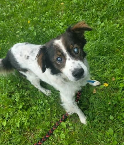 Jeżyk, senior Mixed Breed for adoption at Schronisko dla zwierząt Włocławek