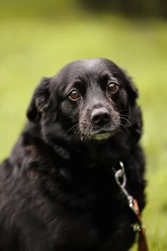 Bibi, senior Mixed Breed for adoption at Schronisko dla zwierząt Włocławek