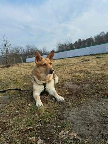 Ruda, Mixed Breed for adoption at Schronisko dla zwierząt Włocławek