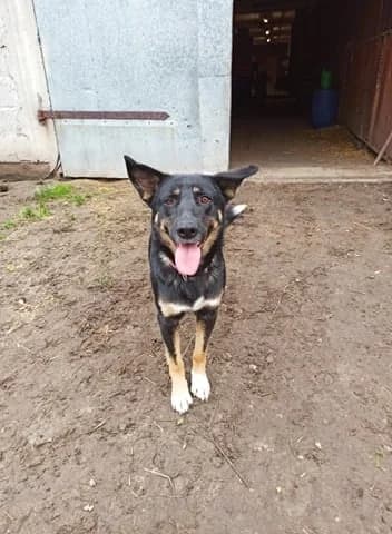 Artek, Mixed Breed for adoption at Fundacja Wzajemnie Pomocni