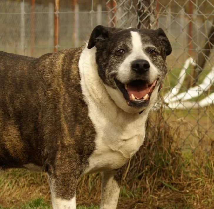 Barylka, Mixed Breed for adoption at Fundacja Wzajemnie Pomocni