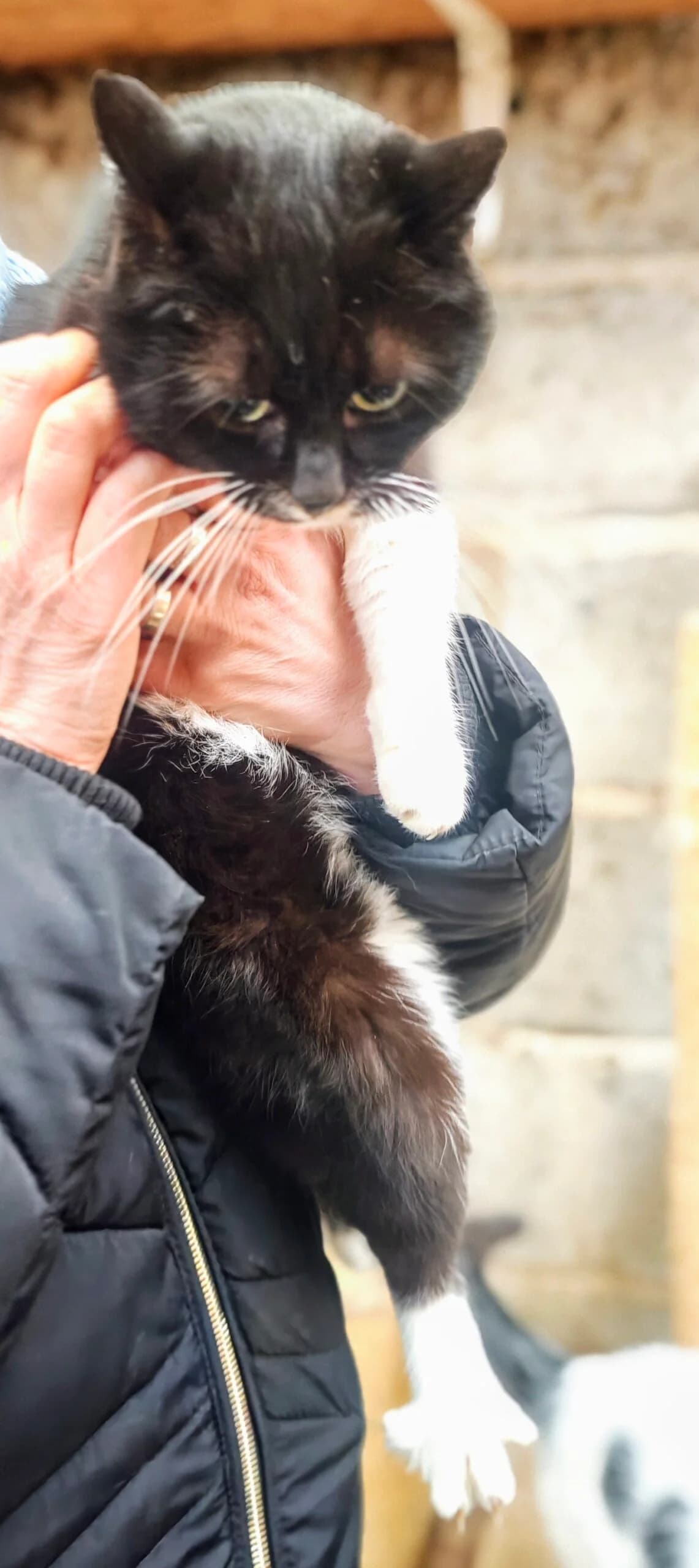 Bialo Czarne, Mixed Breed for adoption at Fundacja Wzajemnie Pomocni