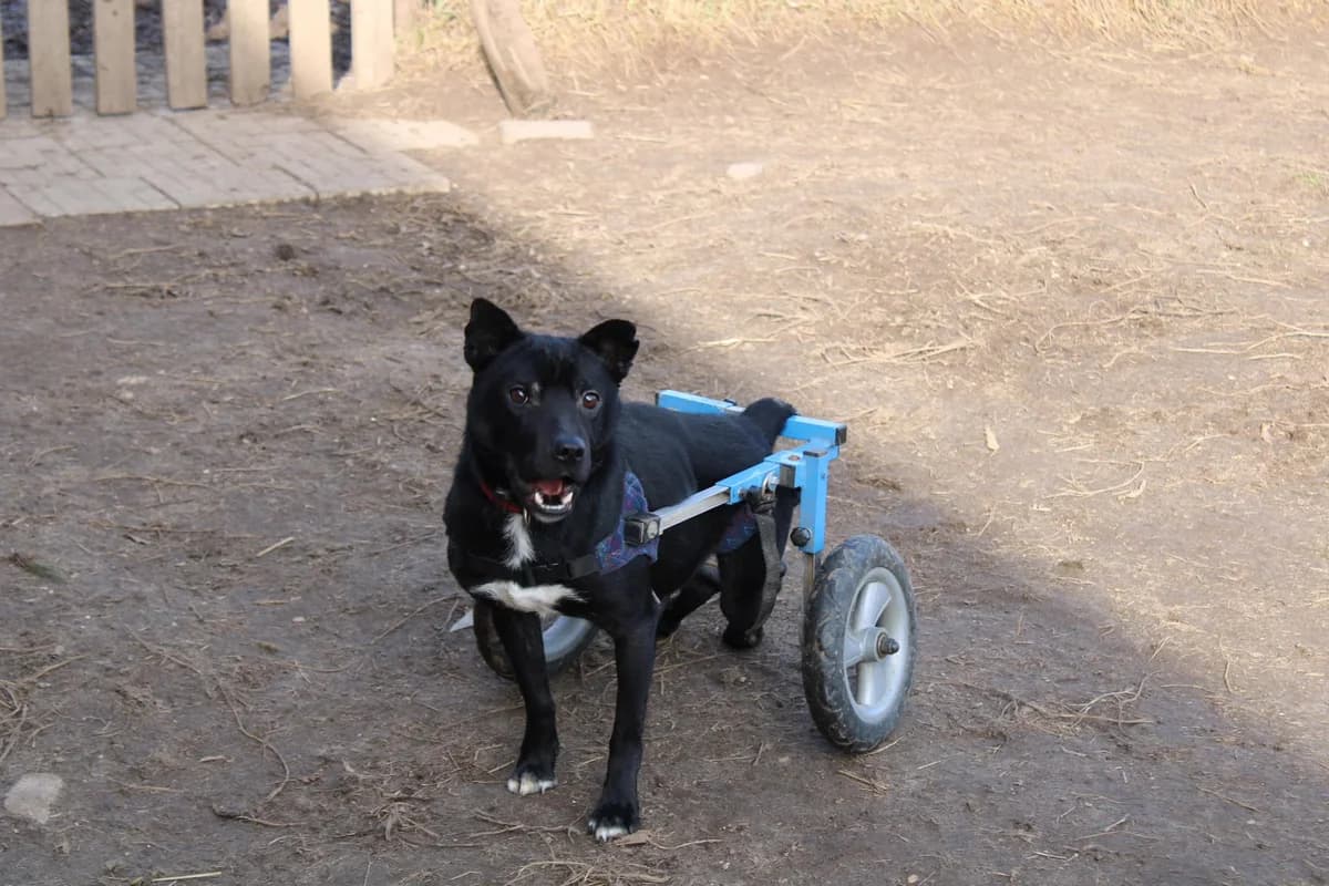 Dobrowolek, male 3yo Mixed Breed for adoption at Fundacja Wzajemnie Pomocni