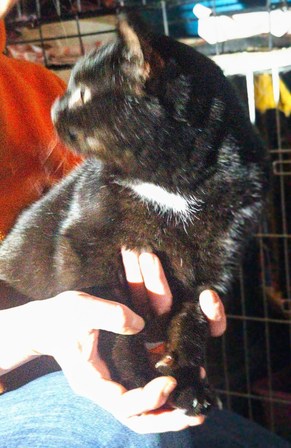 Felix, Mixed Breed for adoption at Fundacja Wzajemnie Pomocni