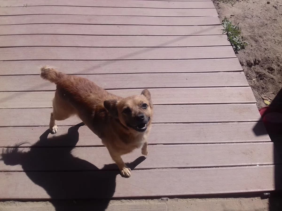 Grumphy, Mixed Breed for adoption at Fundacja Wzajemnie Pomocni