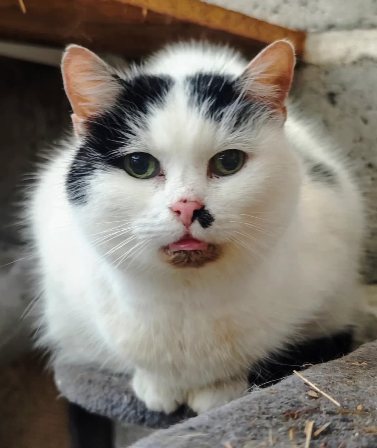 Marylin, Mixed Breed for adoption at Fundacja Wzajemnie Pomocni
