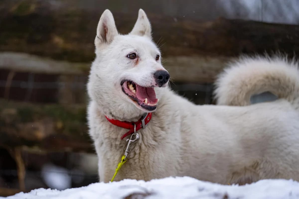 Sniezynka, 5yo Mixed Breed for adoption at Fundacja Wzajemnie Pomocni