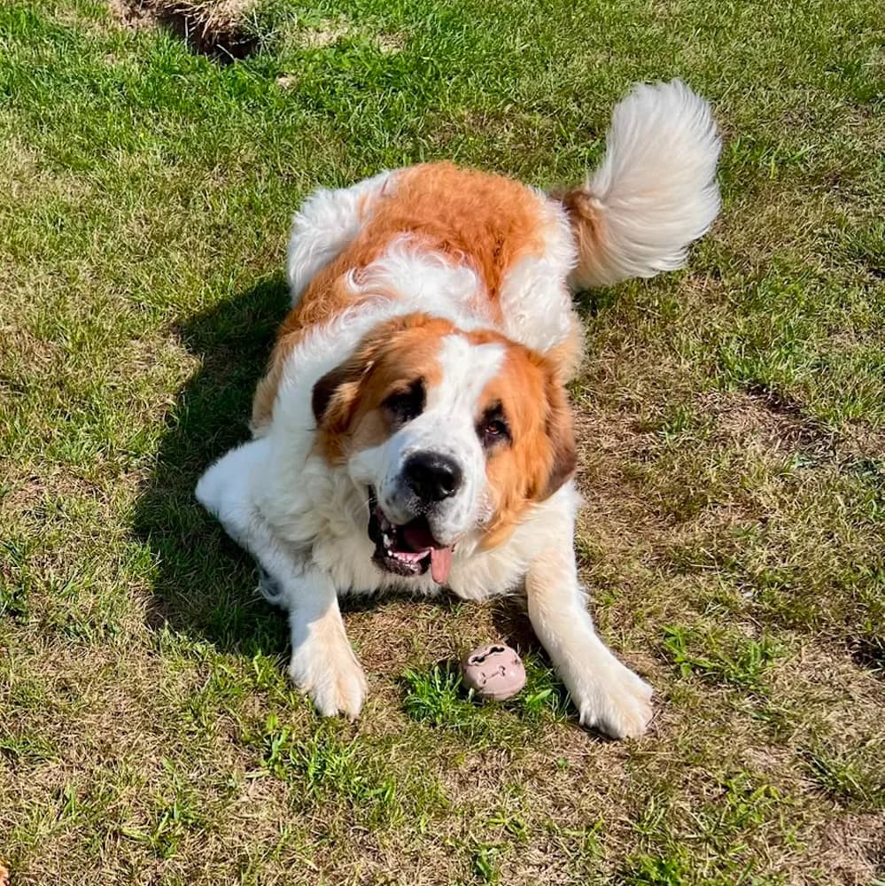 Amos, 3yo Mixed Breed for adoption at Fundacja Ziemia Obiecana