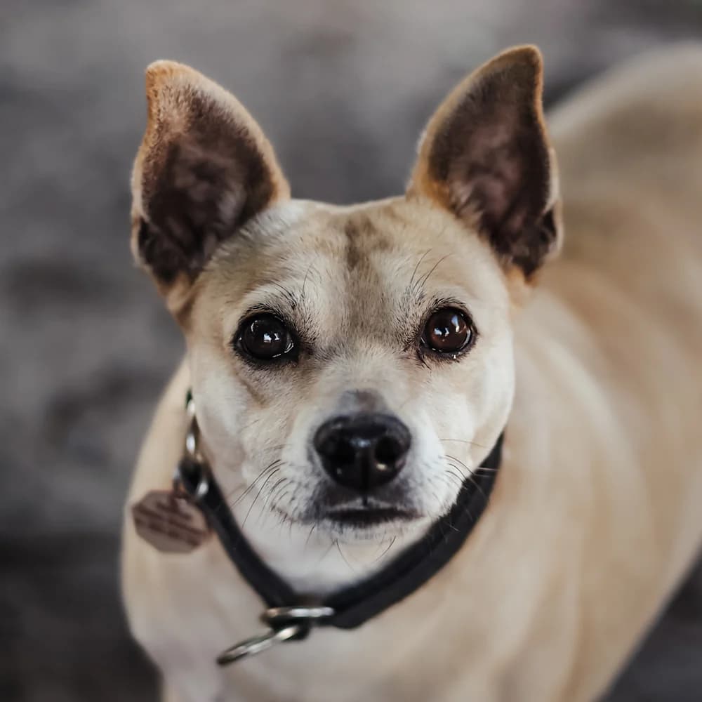 Troja, female 7yo Mixed Breed for adoption at Fundacja Ziemia Obiecana