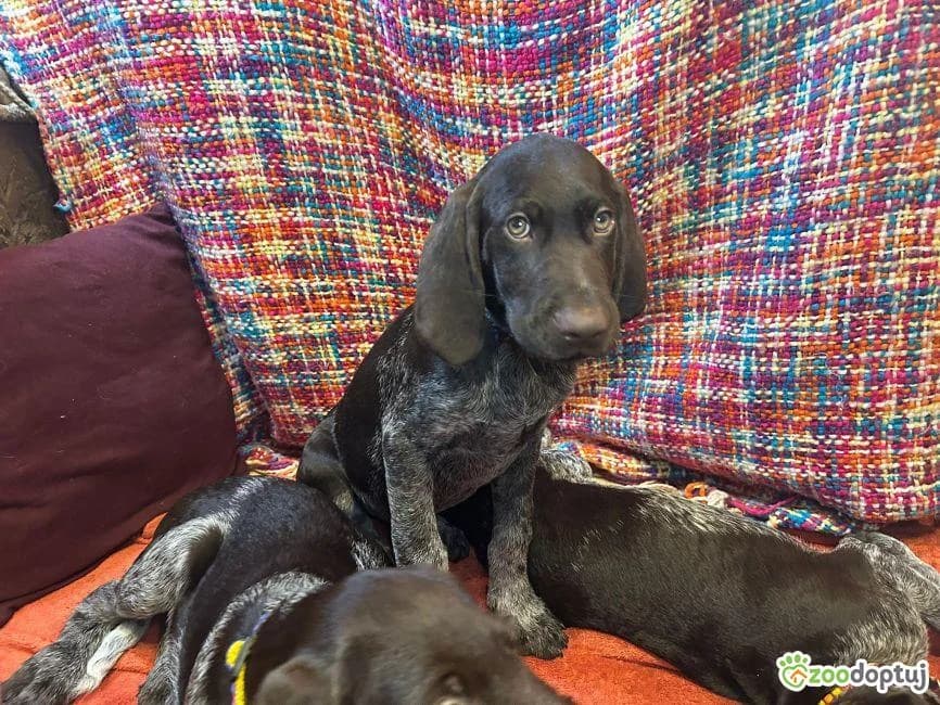 jeszcze brak, male German Shorthaired Pointer for adoption at Warsaw