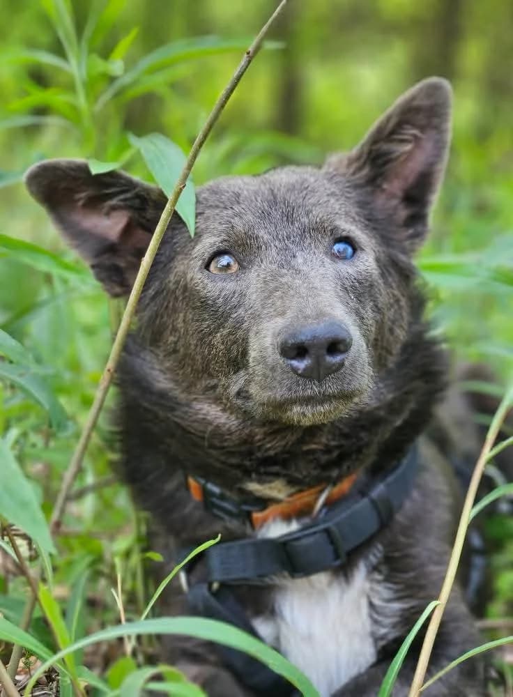 Ananasik, male 7yo Mixed Breed for adoption at Fundacja Zwierzęca Polana, 03-984 Warszawa