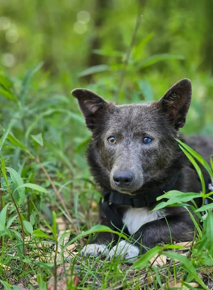 Ananasik, Mixed Breed for adoption at Fundacja Zwierzęca Polana, Warszawa