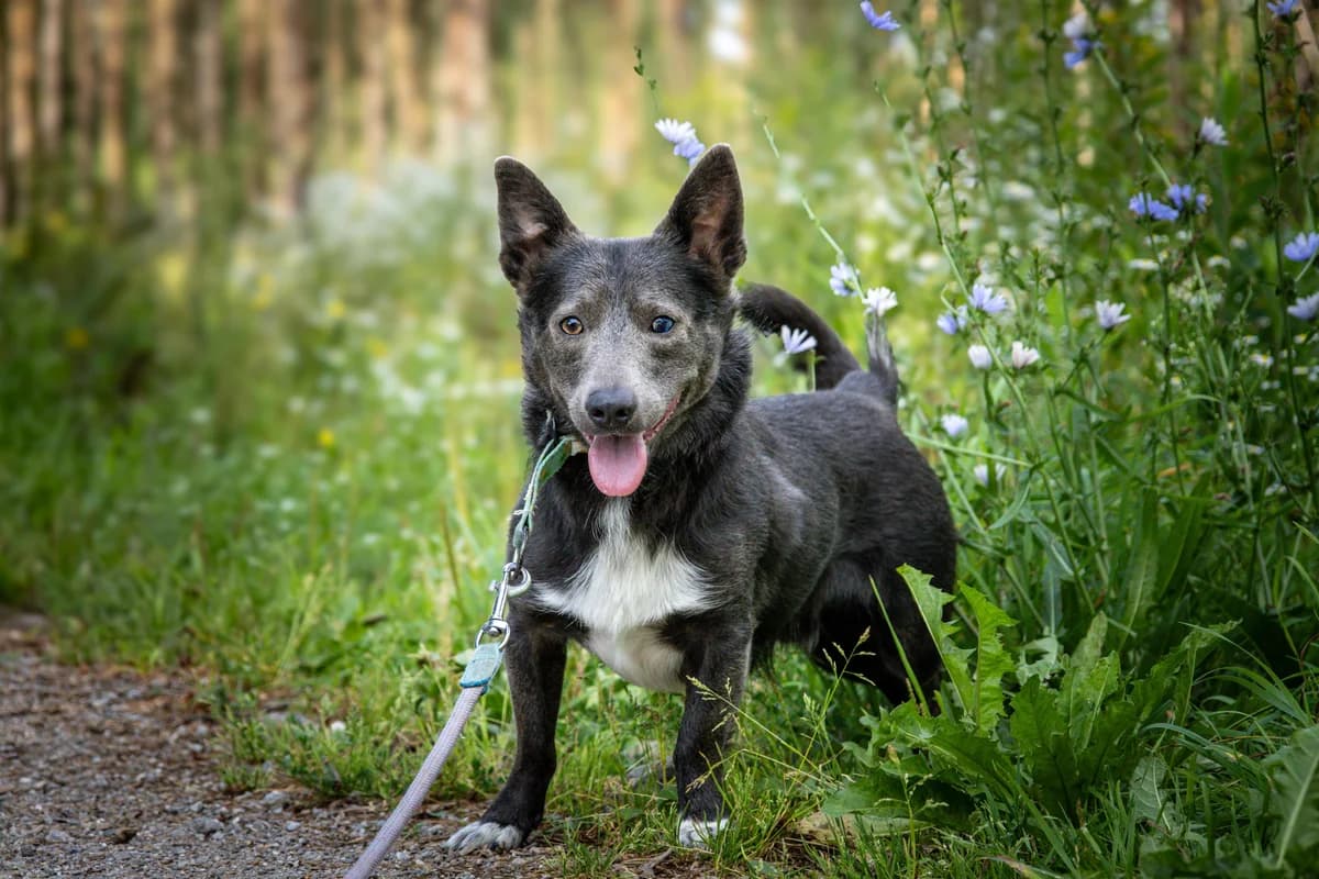 Ananasik, Mixed Breed for adoption at Fundacja Zwierzęca Polana, Warszawa