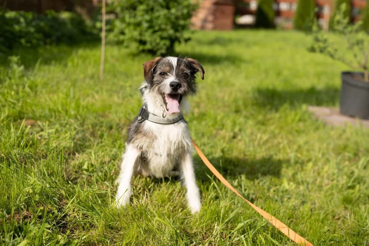 Gotowe Do Adopcji, 3yo Mixed Breed for adoption at Fundacja Zwierzęca Polana, Warszawa